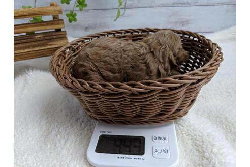 成約済の静岡県のトイプードル-72594の7枚目