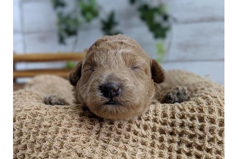 成約済の静岡県のトイプードル-72594の5枚目