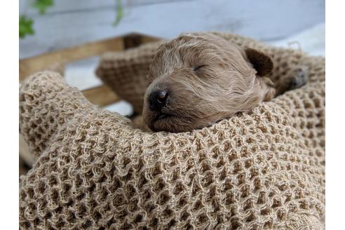 成約済の静岡県のトイプードル-72594の4枚目