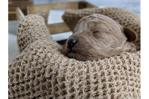 成約済の静岡県のトイプードル-72594の3枚目