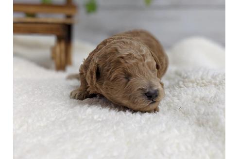 成約済の静岡県のトイプードル-72594の2枚目