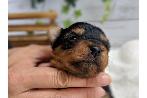 成約済の静岡県のヨークシャーテリア-72596の8枚目