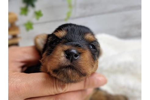 成約済の静岡県のヨークシャーテリア-72596の7枚目