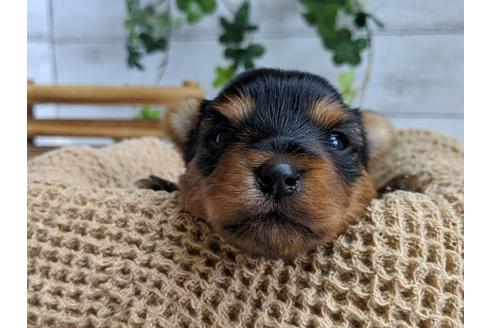 成約済の静岡県のヨークシャーテリア-72596の5枚目