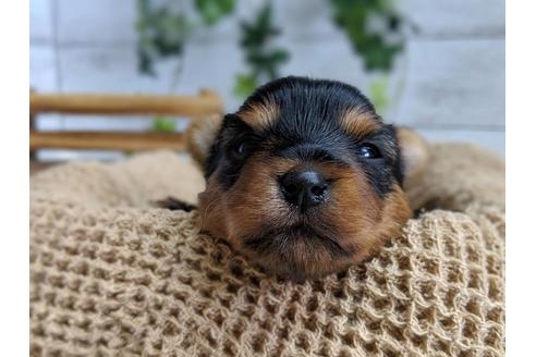 成約済の静岡県のヨークシャーテリア-72596の4枚目