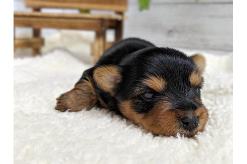 成約済の静岡県のヨークシャーテリア-72596の2枚目