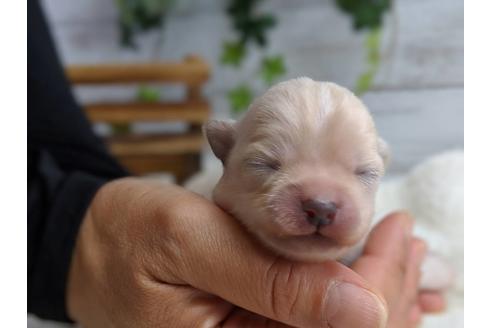 成約済の静岡県のチワワ(ロングコート)-72597の5枚目