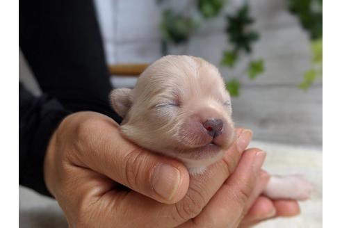 成約済の静岡県のチワワ(ロングコート)-72597の4枚目