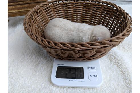 成約済の静岡県のチワワ(ロングコート)-72597の3枚目