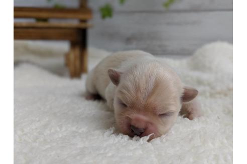 成約済の静岡県のチワワ(ロングコート)-72597の2枚目