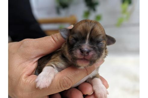 成約済の静岡県のチワワ(ロングコート)-72598の5枚目