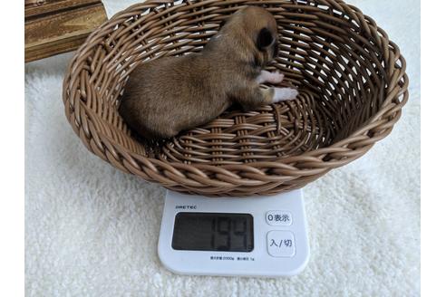 成約済の静岡県のチワワ(ロングコート)-72598の4枚目