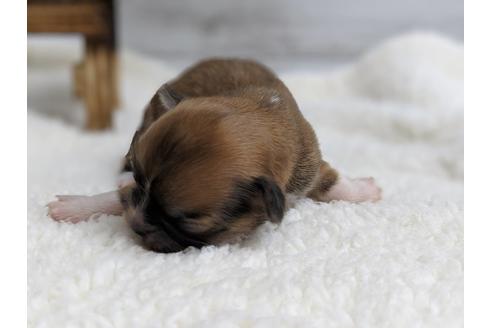 成約済の静岡県のチワワ(ロングコート)-72598の3枚目