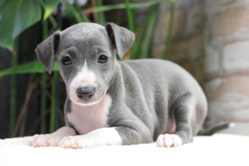 子犬 ハウンド イタリアン グレー