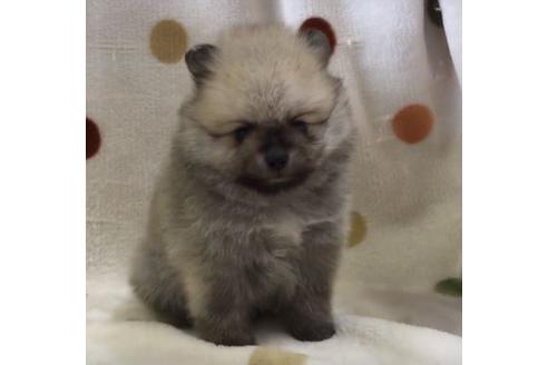 成約済の岐阜県のポメラニアン-72640