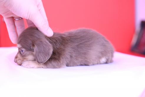 成約済の愛知県のカニンヘンダックスフンド(ロングヘアード)-72695の2枚目
