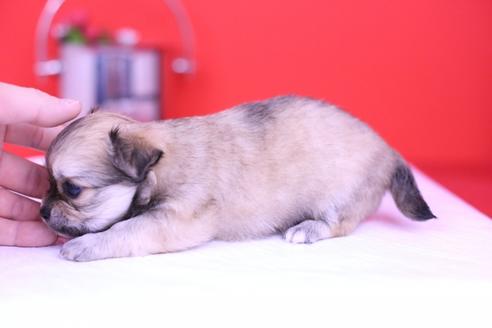 成約済の愛知県のチワワ(ロングコート)-72696の3枚目
