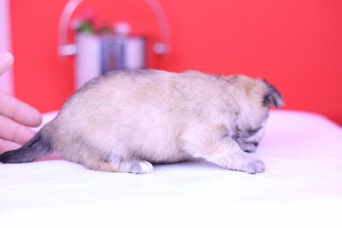 成約済の愛知県のチワワ(ロングコート)-72696の2枚目