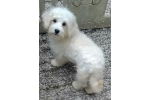 成約済の岐阜県のミックス犬-66145