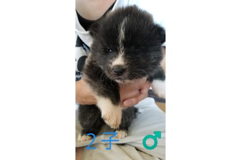 成約済の北海道の秋田犬-71900の5枚目