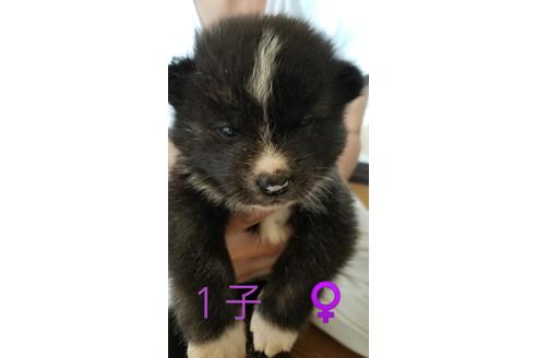 成約済の北海道の秋田犬-71686の3枚目