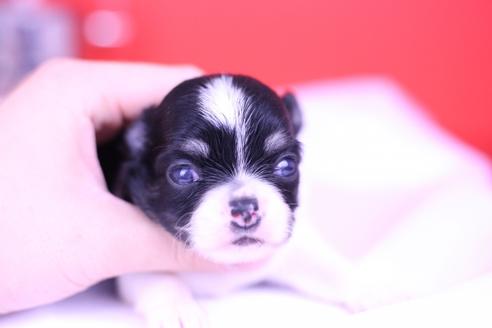 成約済の愛知県のチワワ(ロングコート)-72712の14枚目