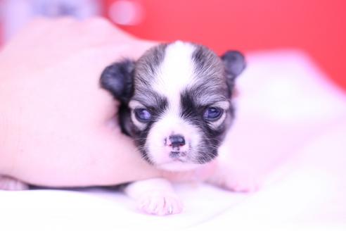 成約済の愛知県のチワワ(ロングコート)-72715の12枚目