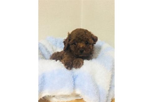 成約済の兵庫県のトイプードル-72718の9枚目