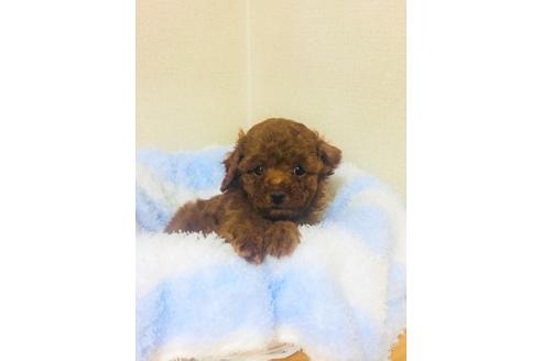成約済の兵庫県のトイプードル-72718の8枚目