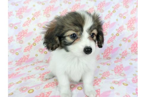 成約済の千葉県のパピヨン-71122の4枚目