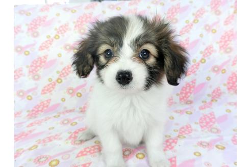 成約済の千葉県のパピヨン-71122の3枚目