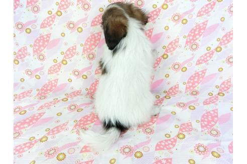 成約済の千葉県のパピヨン-71122の2枚目