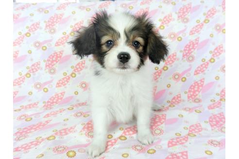 成約済の千葉県のパピヨン-71121の1枚目