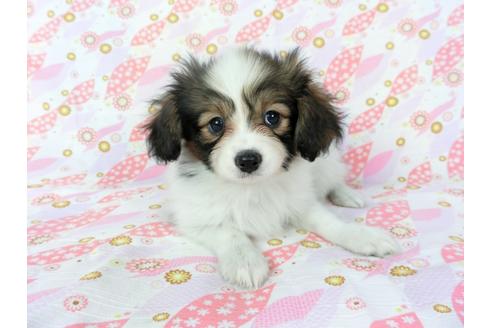 成約済の千葉県のパピヨン-71121の4枚目