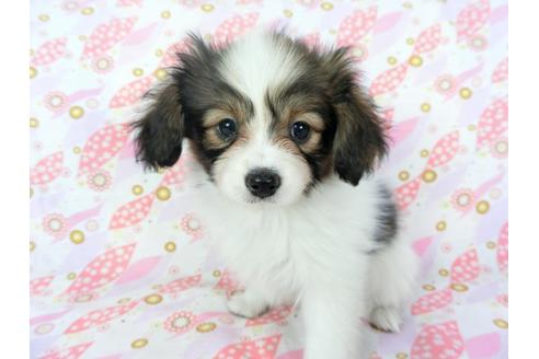 成約済の千葉県のパピヨン-71121の3枚目