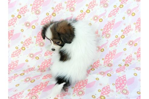 成約済の千葉県のパピヨン-71121の2枚目