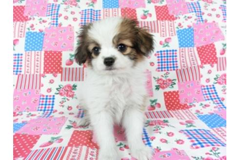 成約済の千葉県のパピヨン-71117の1枚目