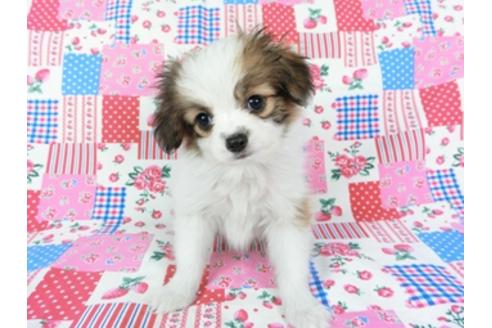 成約済の千葉県のパピヨン-71117の4枚目