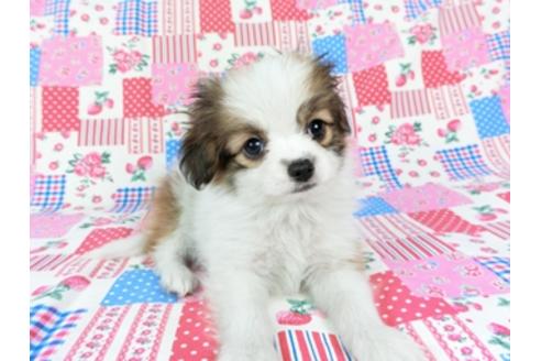 成約済の千葉県のパピヨン-71117の3枚目