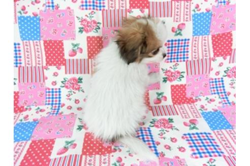 成約済の千葉県のパピヨン-71117の2枚目