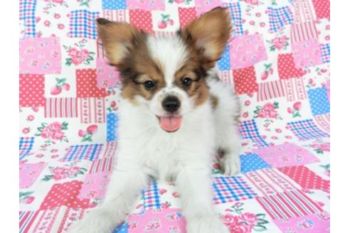 成約済の千葉県のパピヨン-69712