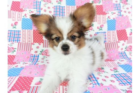 成約済の千葉県のパピヨン-69712の4枚目