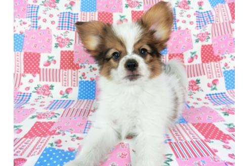 成約済の千葉県のパピヨン-69712の3枚目