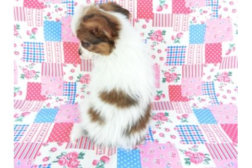 成約済の千葉県のパピヨン-69712の2枚目