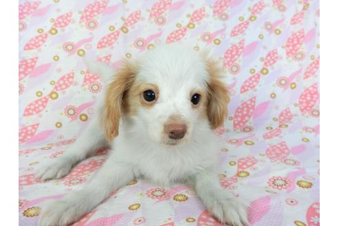 成約済の千葉県のパピヨン-70287