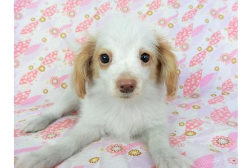 成約済の千葉県のパピヨン-70287の4枚目