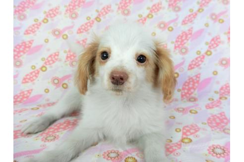 成約済の千葉県のパピヨン-70287の3枚目