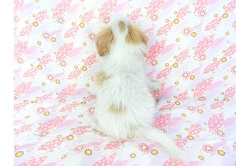 成約済の千葉県のパピヨン-70287の2枚目