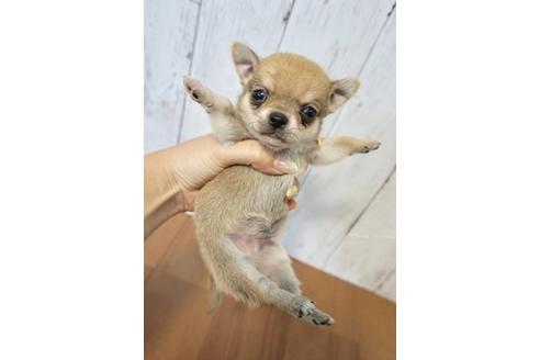 成約済の香川県のチワワ(スムースコート)-72755の4枚目