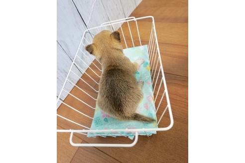 成約済の香川県のチワワ(スムースコート)-72755の3枚目